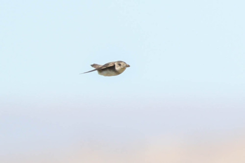 Pale Martin (Riparia diluta), photo 5