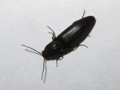 Ectinus aterrimus