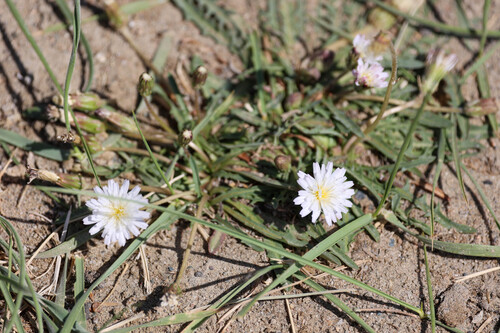 Taraxacum leucanthum, photograph 4