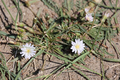 (c) Tom Field, some rights reserved (CC BY) Taraxacum leucanthum, photograph (c) Tom Field, some rights reserved (CC BY)