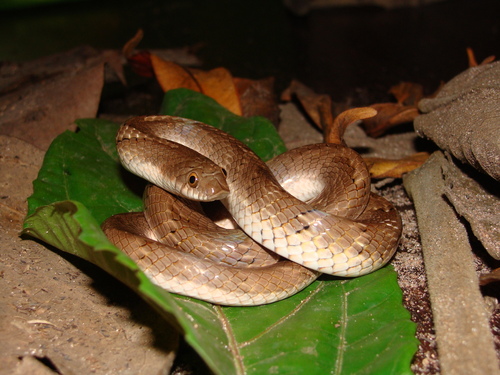 Natterer's Hognose Snake, Xenodon nattereri