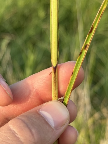 Hairy-fruit Sedge