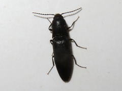 Ectinus aterrimus