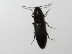 Ectinus aterrimus