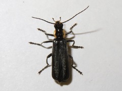 Cantharis paradoxa