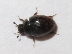 Cercyon obsoletus