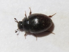 Cercyon obsoletus
