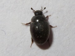 Cercyon obsoletus