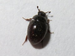Cercyon obsoletus