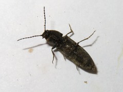 Cidnopus aeruginosus