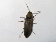 Cidnopus aeruginosus