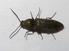 Cidnopus aeruginosus