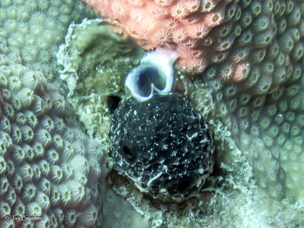 Bleeding Sponge