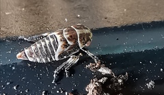 Anoscopus