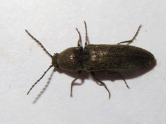 Cidnopus aeruginosus
