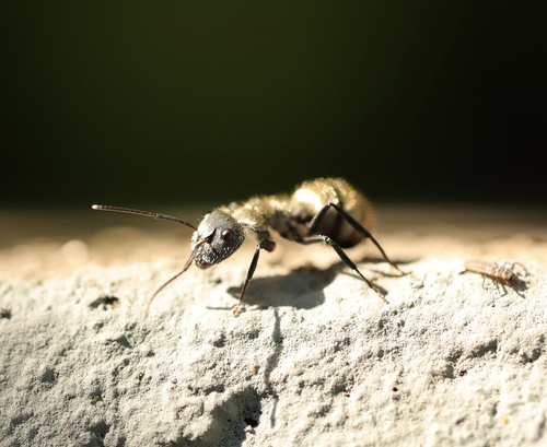 Camponotus arboreus