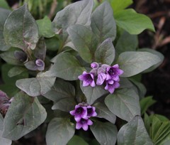 Physochlaina physaloides