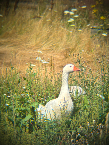 iNaturalist image