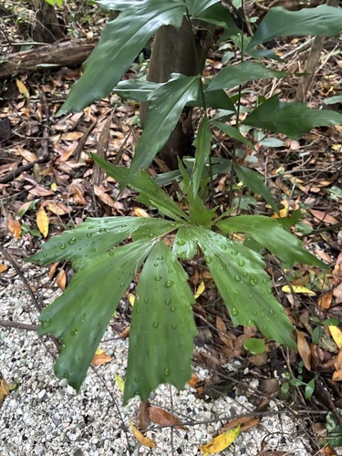 Caryota mitis
