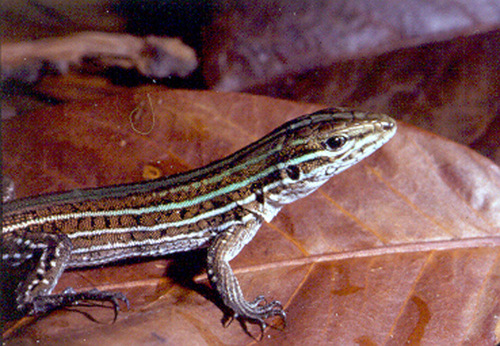Boettger's Kentropyx, Kentropyx paulensis