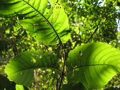 Cupania