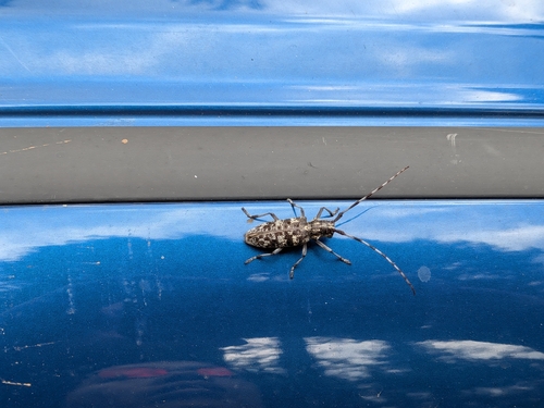 iNaturalist observation photo of Sawyer Beetles