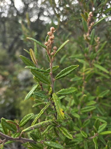 Pomaderris rugosa, 2026-07-24