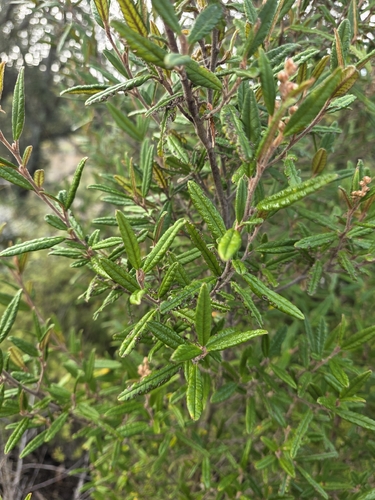 Pomaderris rugosa, photograph 2