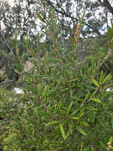 Pomaderris rugosa, photograph 3