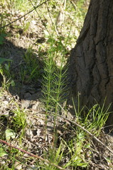 Equisetum × litorale