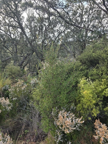 Pomaderris rugosa, photograph 4