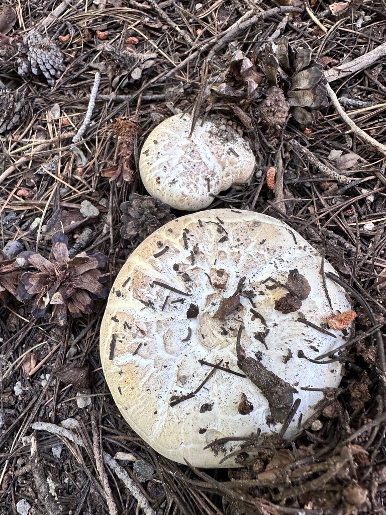 Giant Sawgill · July 2026 · photo: Photo: no rights reserved · iNaturalist