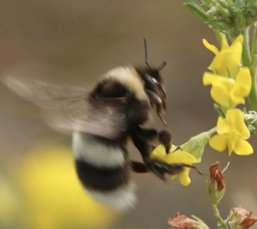 Cryptic Bumble Bee