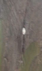 Eriococcus lagerstroemiae