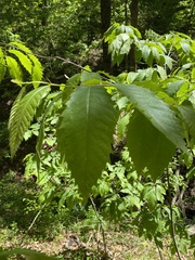 Castanea ozarkensis