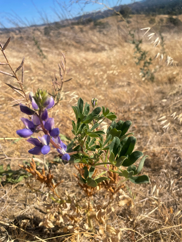 Lupinus succulentus observed 2026-07-23