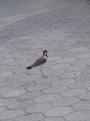 Red-wattled Lapwing
