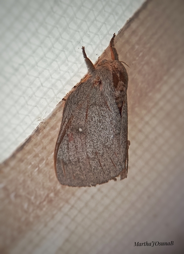 Polilla de seda