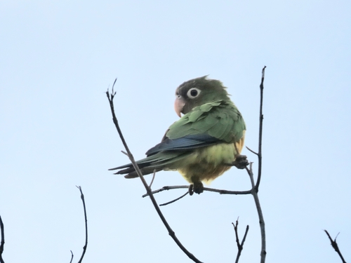 Cactus Parakeet