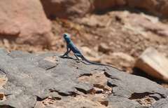 Pseudotrapelus sinaitus