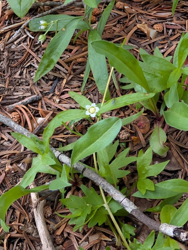 Moehringia macrophylla, photograph 2