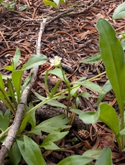 Moehringia macrophylla, photograph (c) John A Haskins, some rights reserved (CC BY)