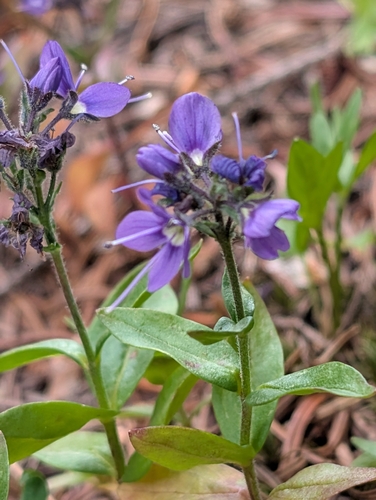 Veronica cusickii, photograph 5