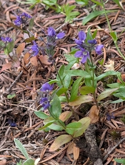 Veronica cusickii, photograph (c) John A Haskins, some rights reserved (CC BY)