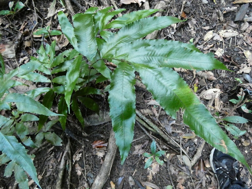 Abacopteris aspera observed 2026-07-24