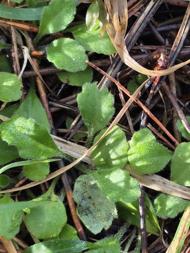 Lagenophora stipitata, photograph 3