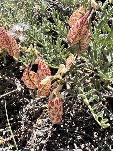 Astragalus whitneyi, photograph 3