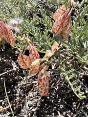 Astragalus whitneyi, photograph author not stated, no rights reserved