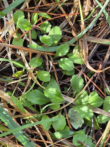 Lagenophora stipitata, photograph 4
