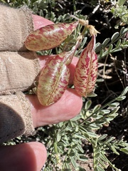 Astragalus whitneyi, photograph author not stated, no rights reserved